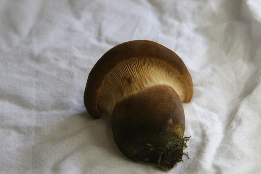 Tapinella (Paxillus) dalla Foresta nera